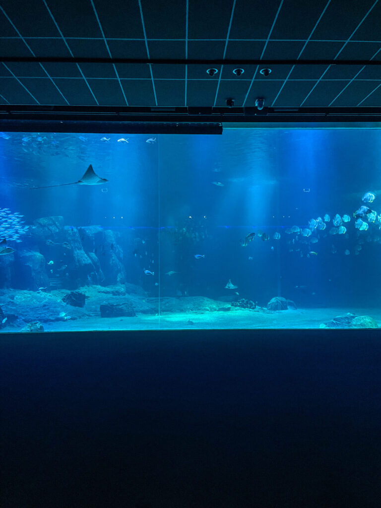 Nausicaa großes Aquarium