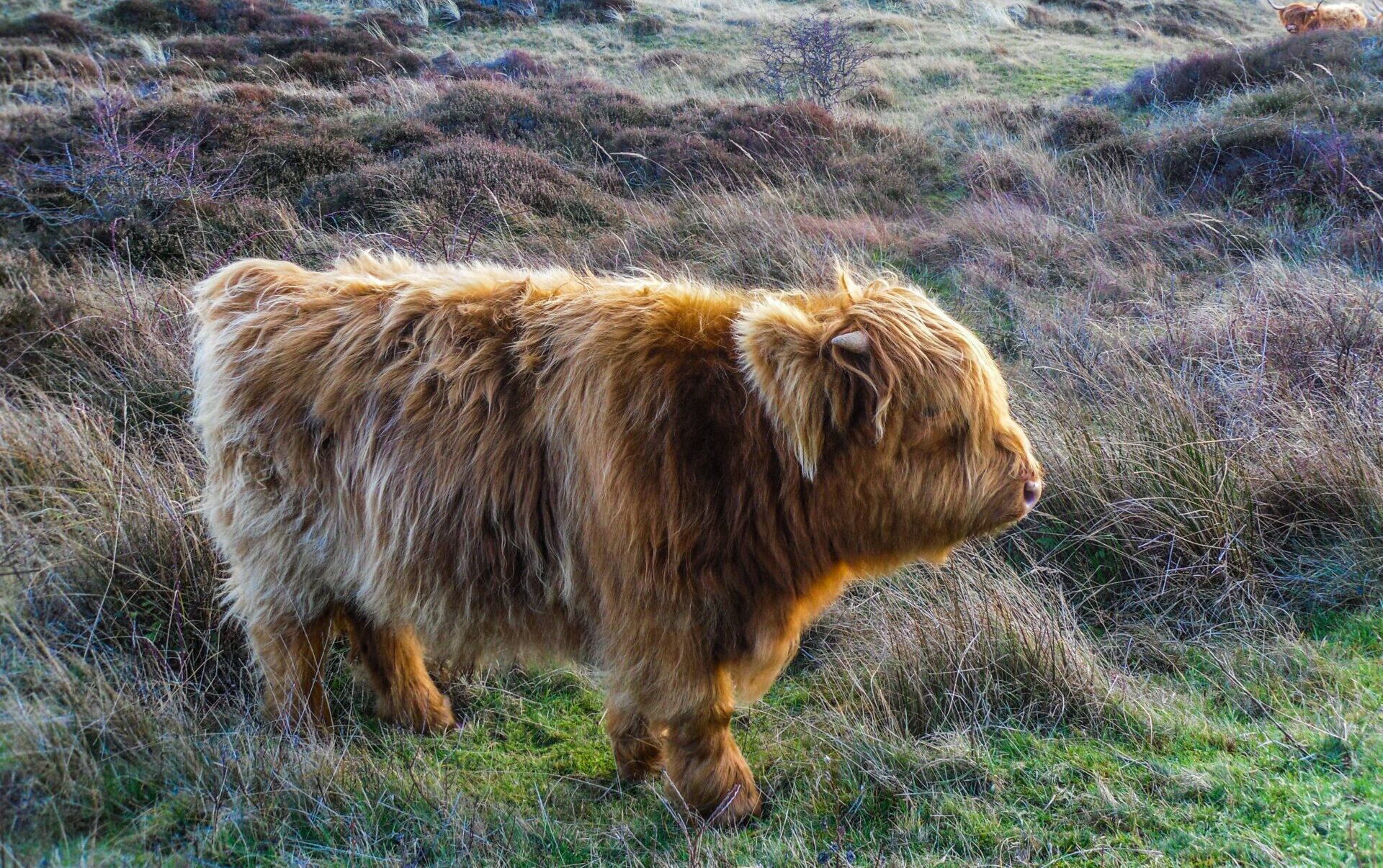 Bœuf sur l'île de Texel III