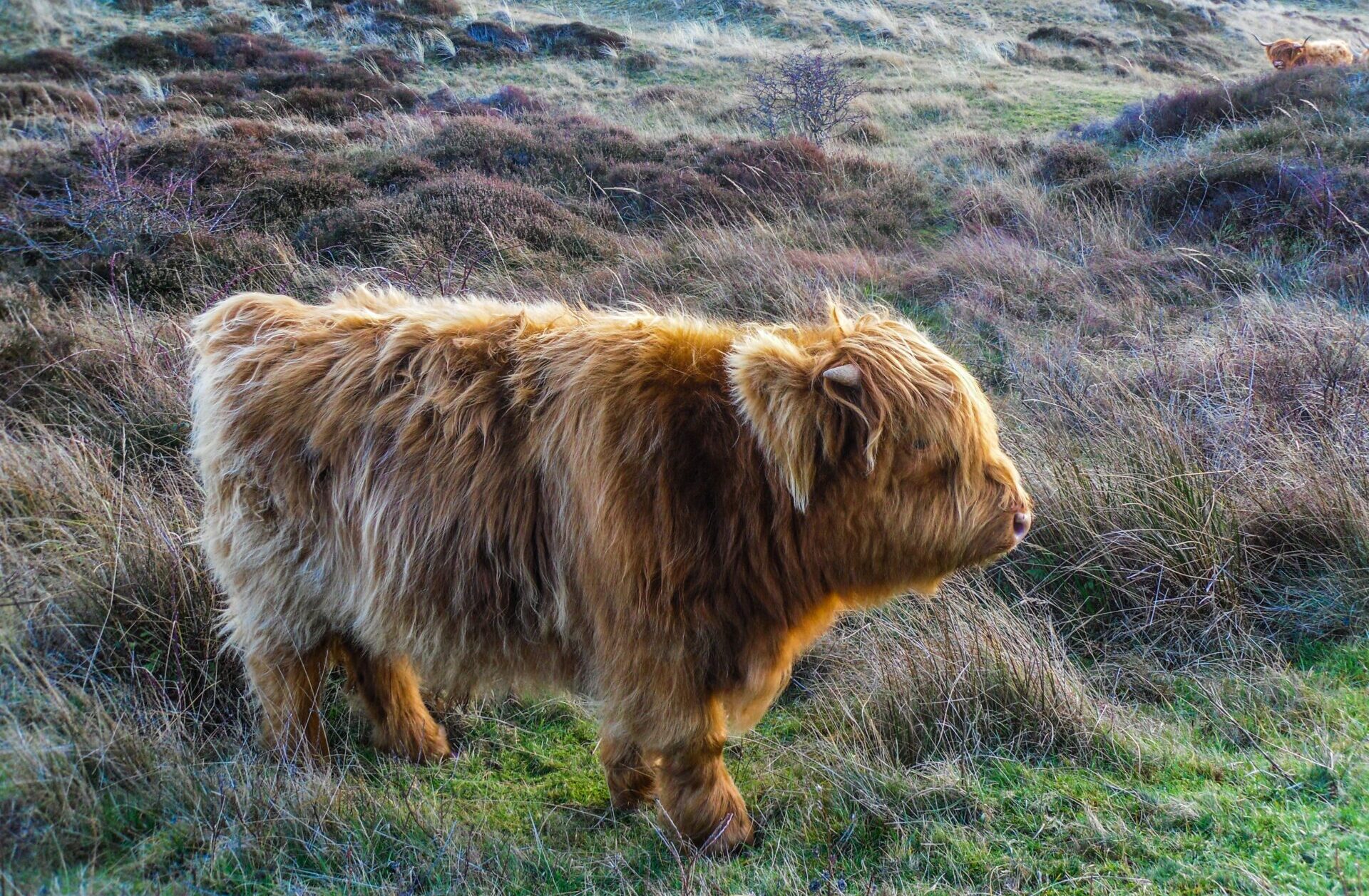 Rind auf Texel III