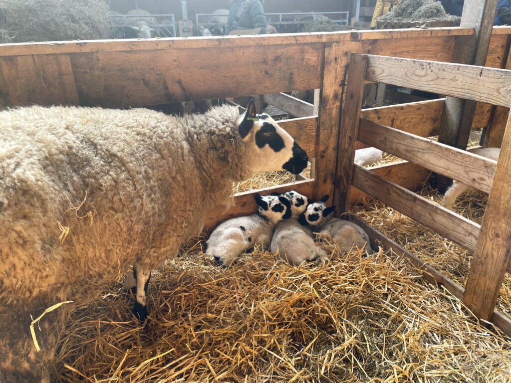 Schapensborderij Schafe