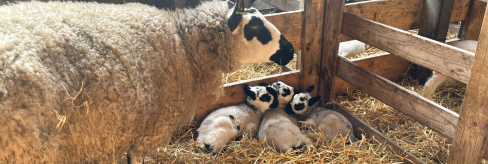 Schapensborderij Schafe
