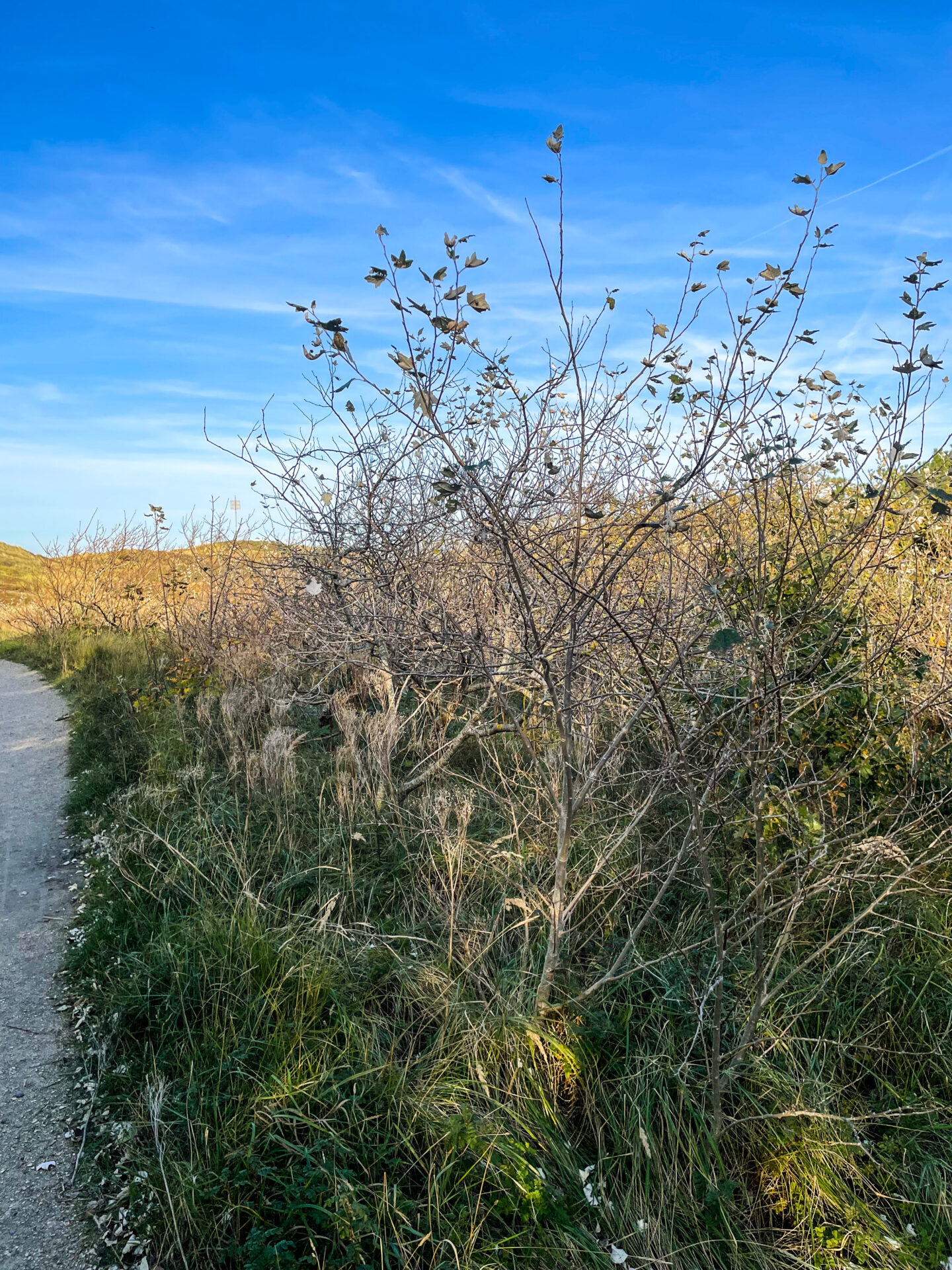 Texel - Wälder 2