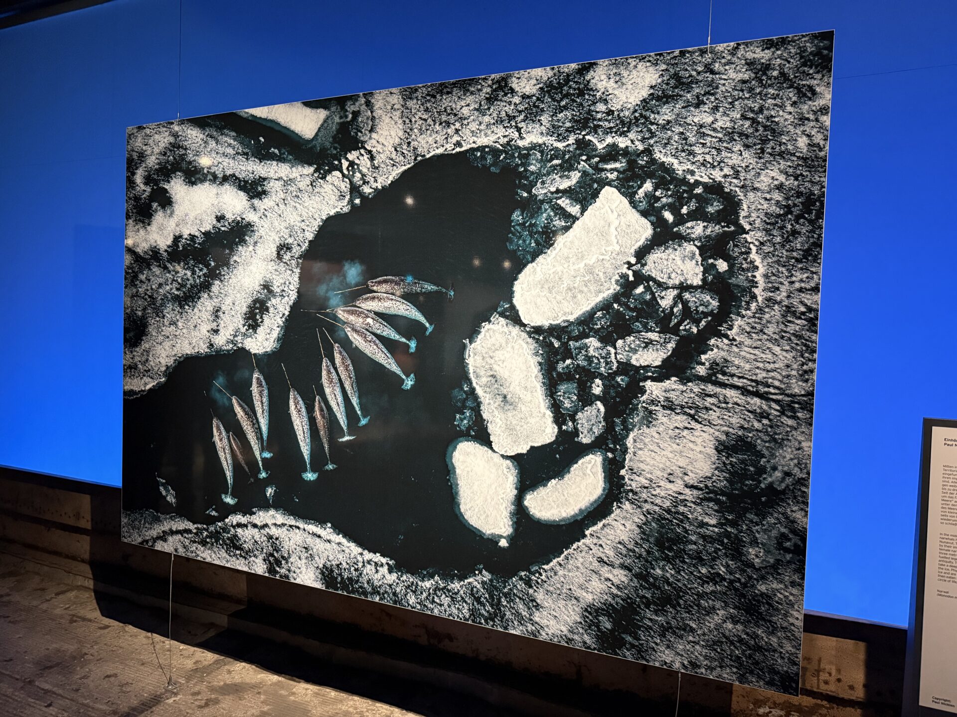 Oberhausen - Gasometer - Planet Ozean Narwale