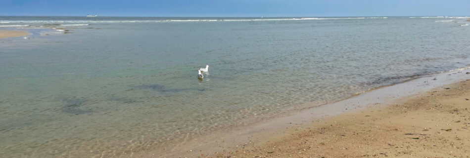 Oostkapelle - La plage et les mouettes