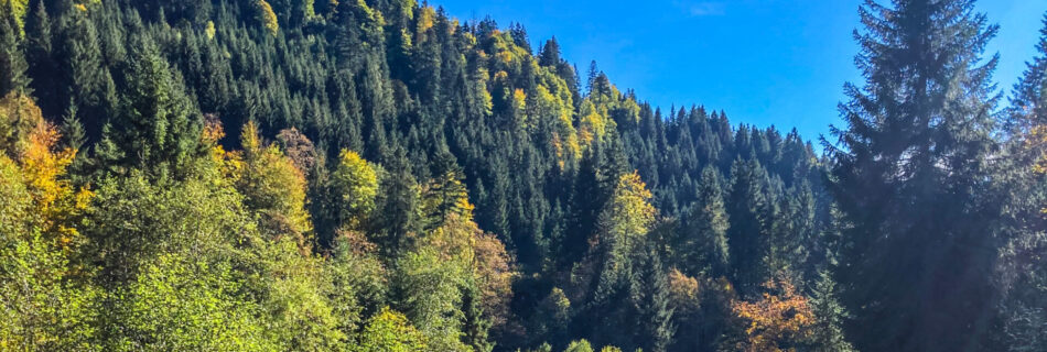 Couleurs d'automne