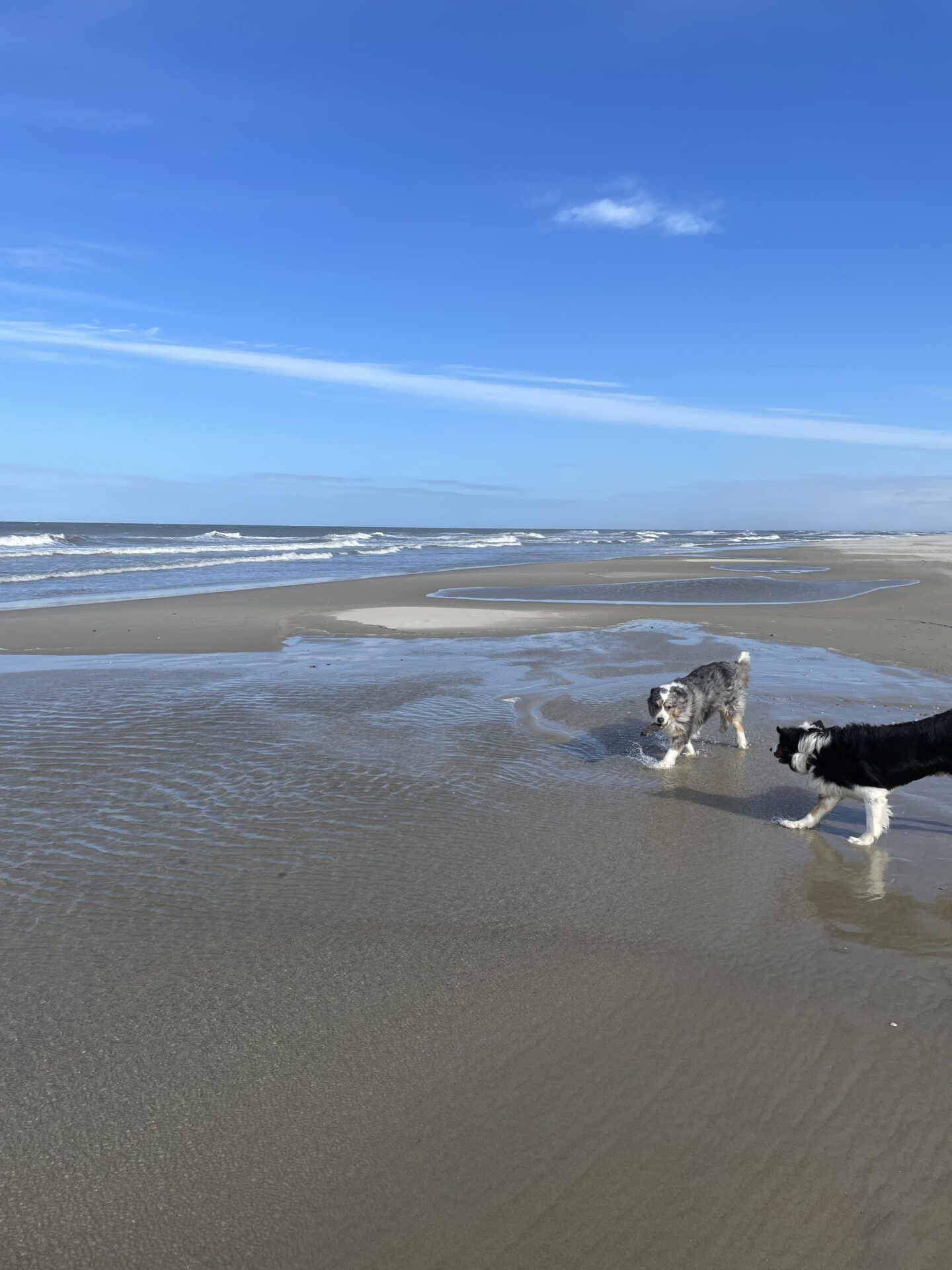 Texel - Hunde am Meer