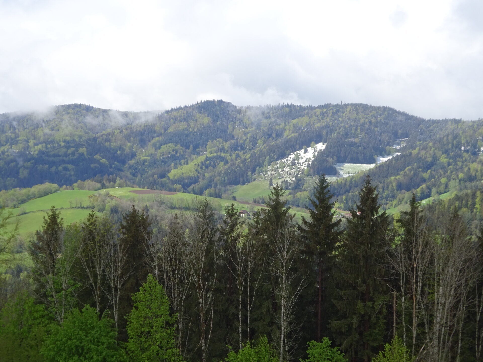 Schwarzwald - Waldgebiet
