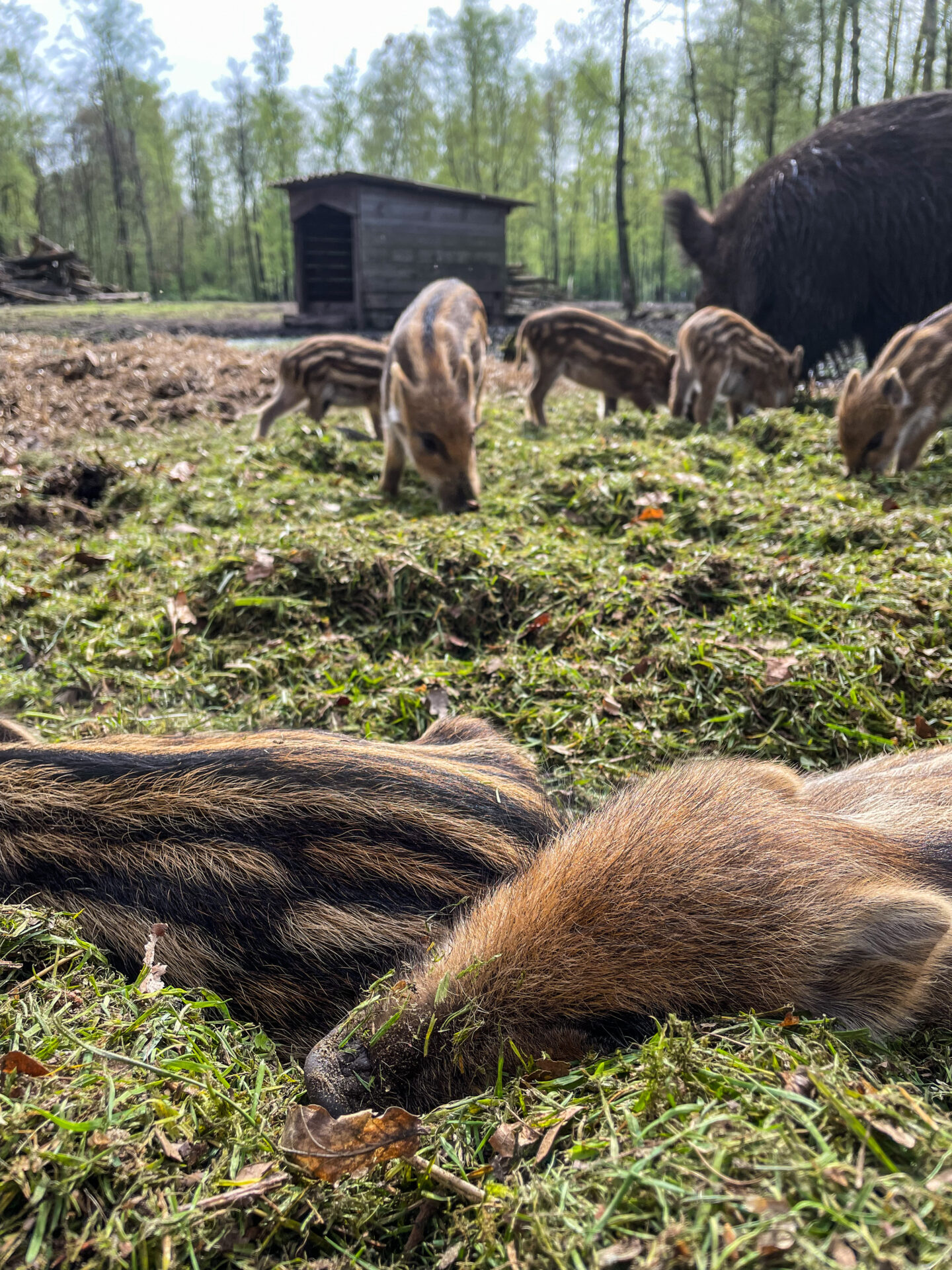 Wildpark - Wildschweine und Frischlinge