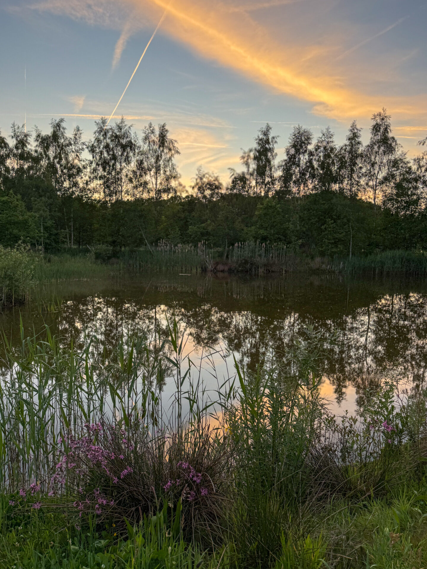 Noord Brabant Moore